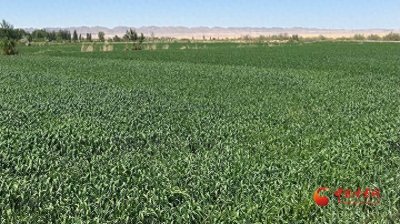 ​高台：麦苗青青“话”丰收 粮田孕育新“丰”景