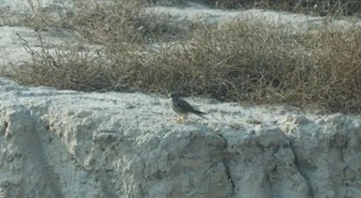 ​邢台首次发现珍稀猛禽矛隼与灵动小鸮