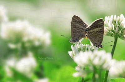 ​qq性签名爱情版2026年103句