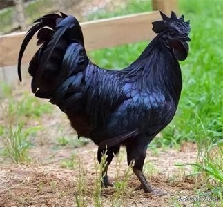 ​乌骨鸡VS乌鸡：家禽界的“双雄”，你了解多少？