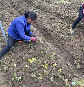 ​四川石棉：人勤春来早 备耕正当时
