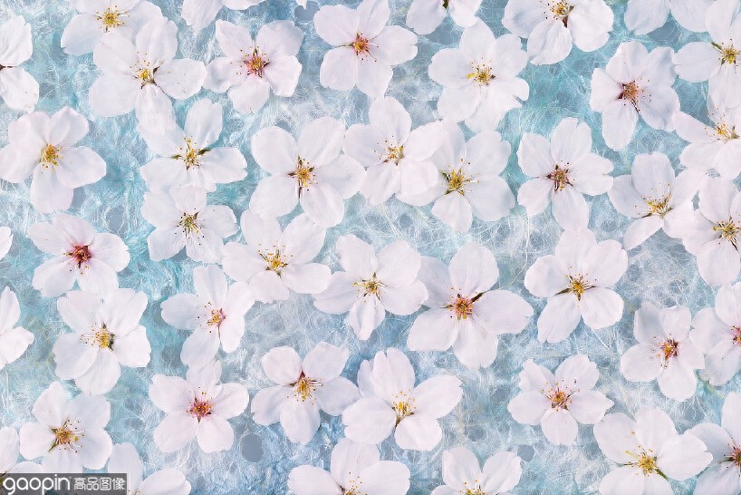 一组全是花的壁纸,一花一世界,遇见花开遇见你