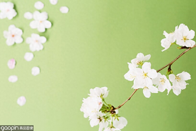 一组全是花的壁纸,一花一世界,遇见花开遇见你