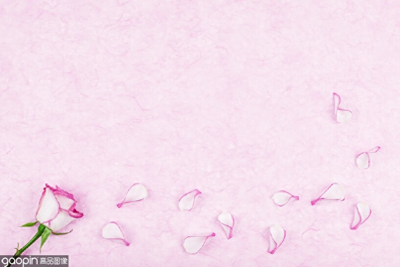 一组全是花的壁纸,一花一世界,遇见花开遇见你