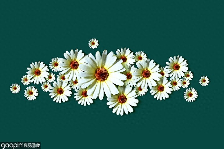 一组全是花的壁纸,一花一世界,遇见花开遇见你