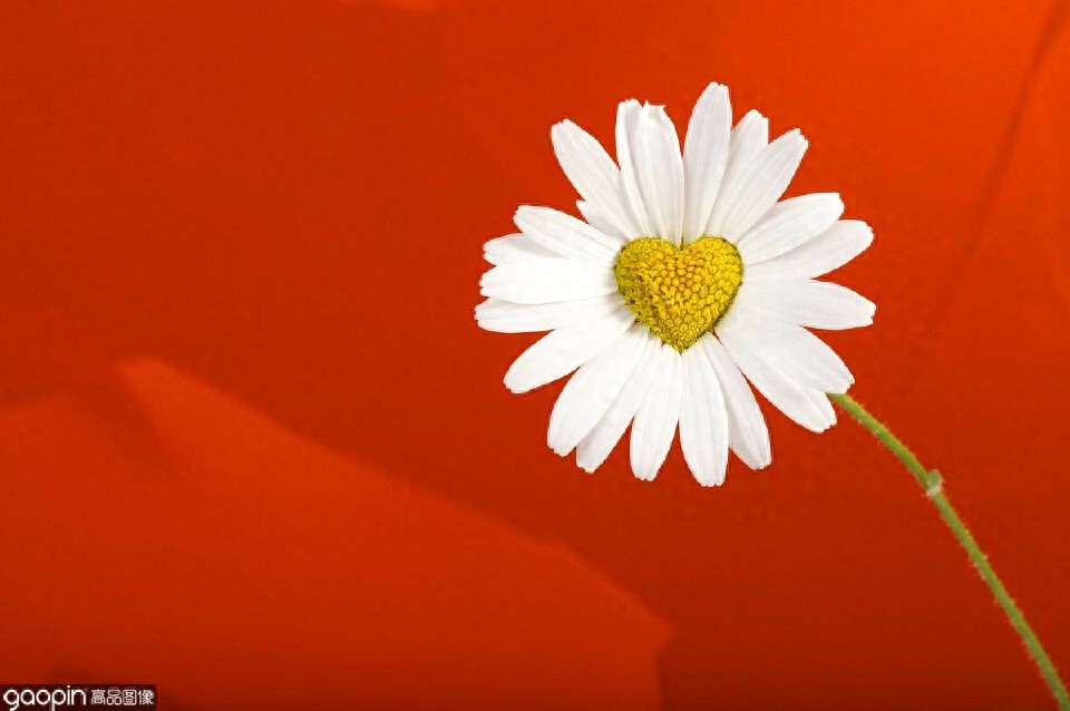 一组全是花的壁纸,一花一世界,遇见花开遇见你