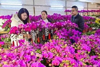 ​迎新年，潍坊青州花卉市场迎来销售“小高峰”