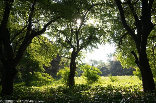 最美公园:长春市南湖公园(风景篇)